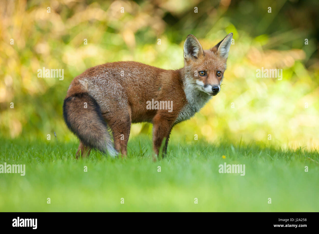 Red Fox - adulte - jardin en regardant la caméra. Printemps, Powys, Wales, UK Banque D'Images