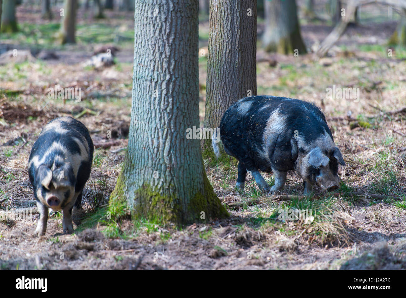 Les porcs dans un bois de chêne Banque D'Images