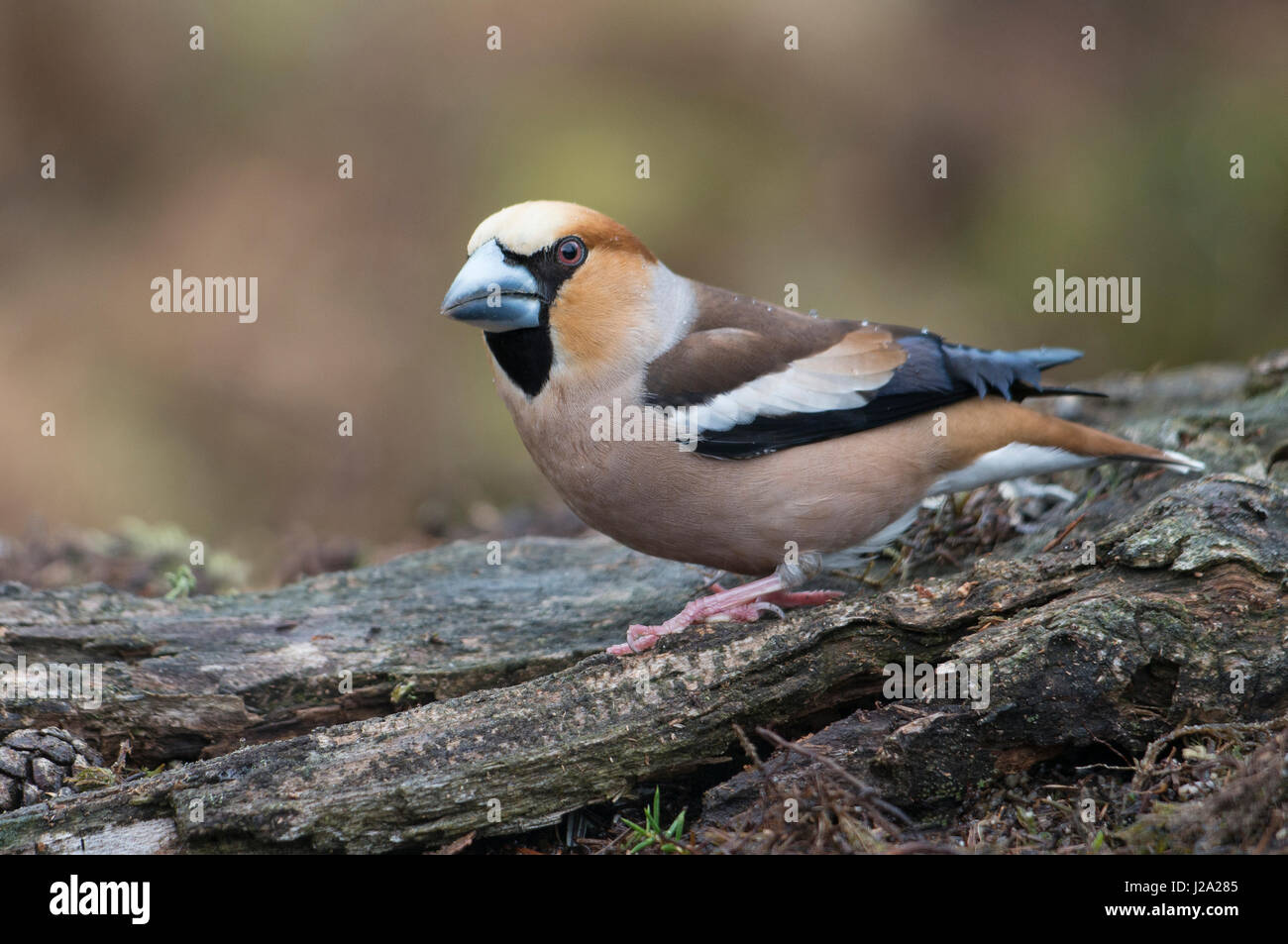 Hawfinch sur le terrain Banque D'Images