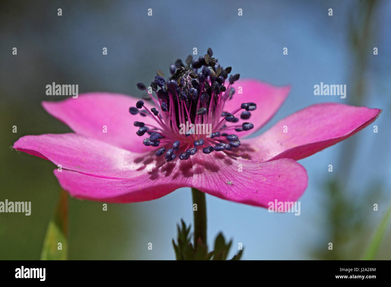 Anémone Anémone coronaria pavot () Banque D'Images