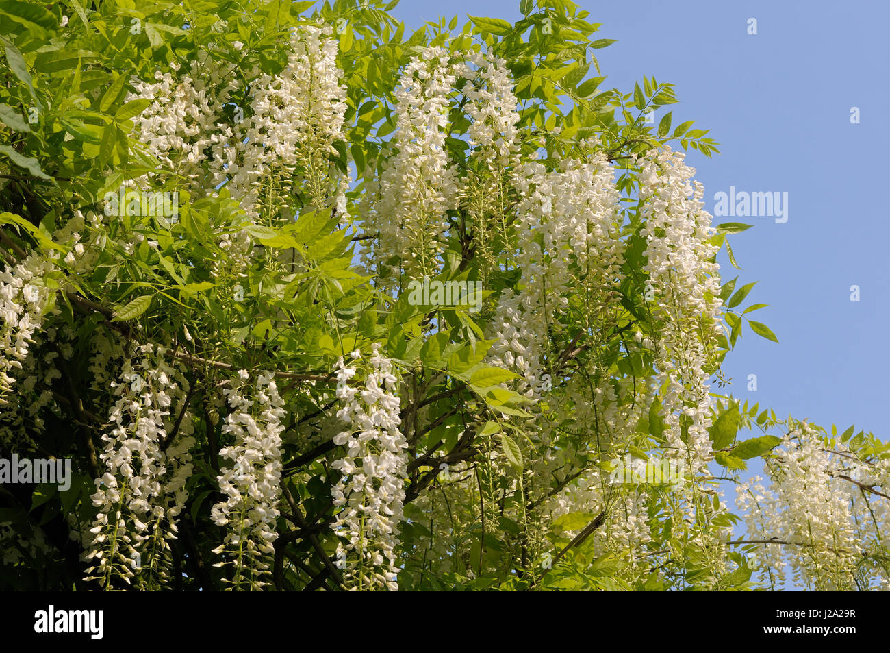 Floraison blanche Glycine Japonaise Banque D'Images