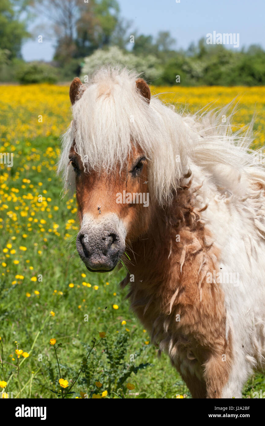 La gestion du pâturage de la nature réserver l'Duursche Waarden, le long de la rivière IJssel, avec des poneys Shetland. Banque D'Images