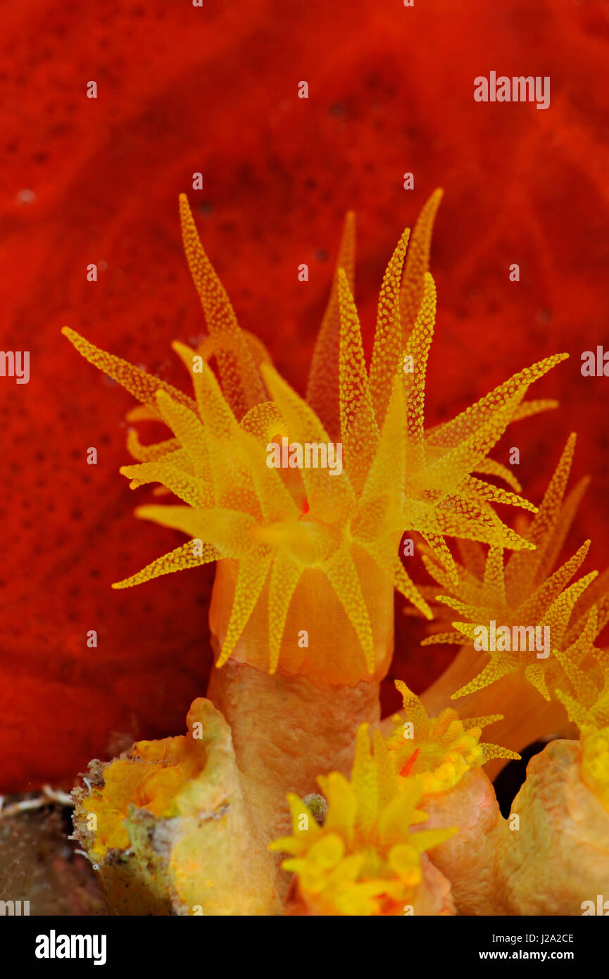 La cuvette jaune est un corail coraux qui ressemble à un groupe de petites anémones jaune Banque D'Images