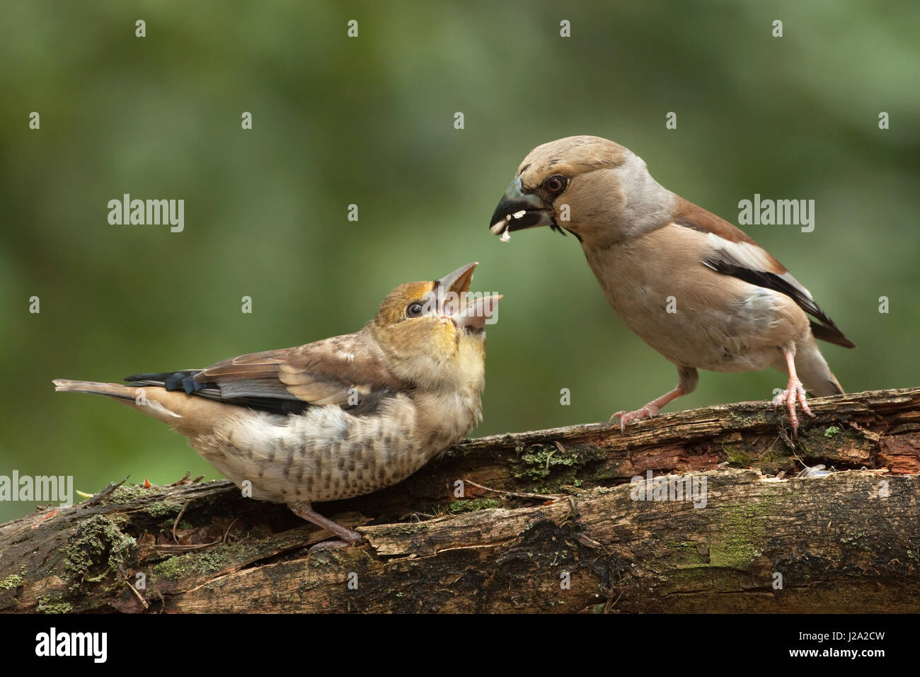 Femme Hawfinch rss jeune poussin Banque D'Images