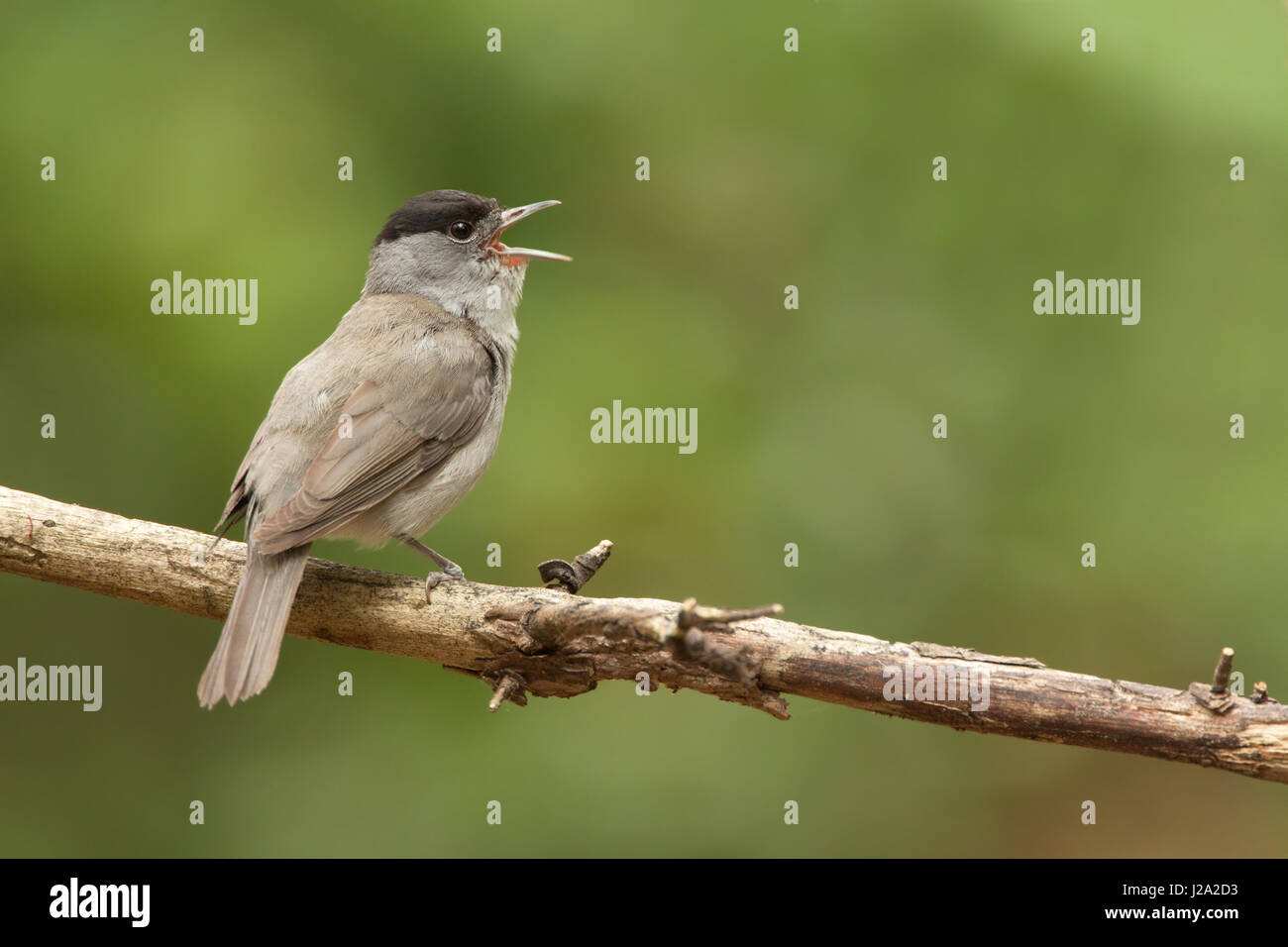 Blackcap chant mâle sur branche morte Banque D'Images