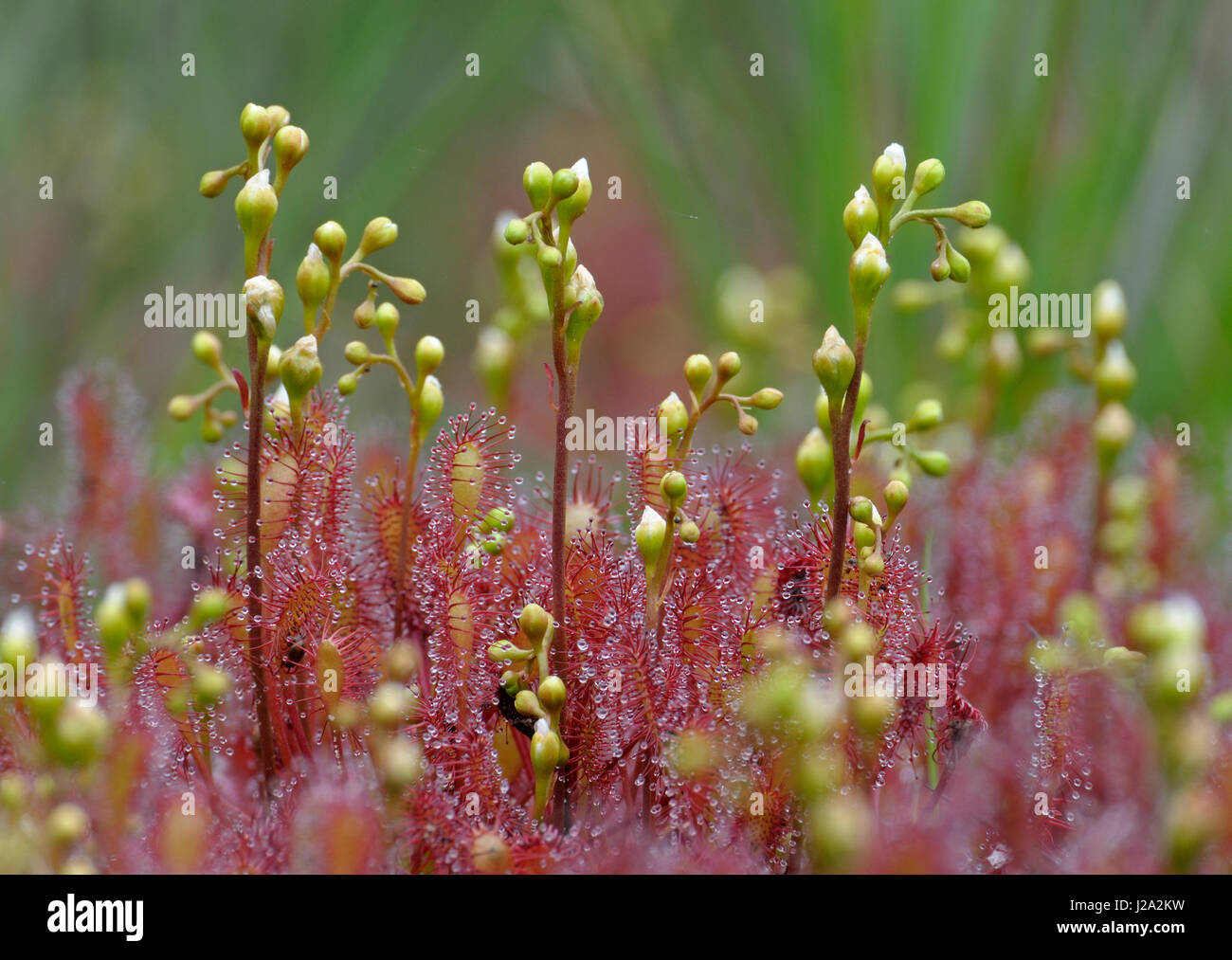 Image en gros plan d'oblongues-leaved Sundew Banque D'Images