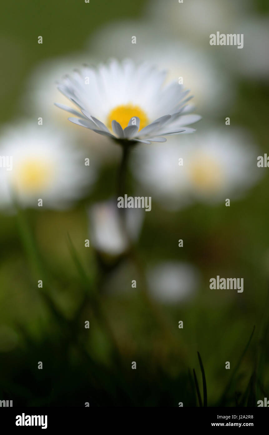 Close-up of a Daisy Banque D'Images