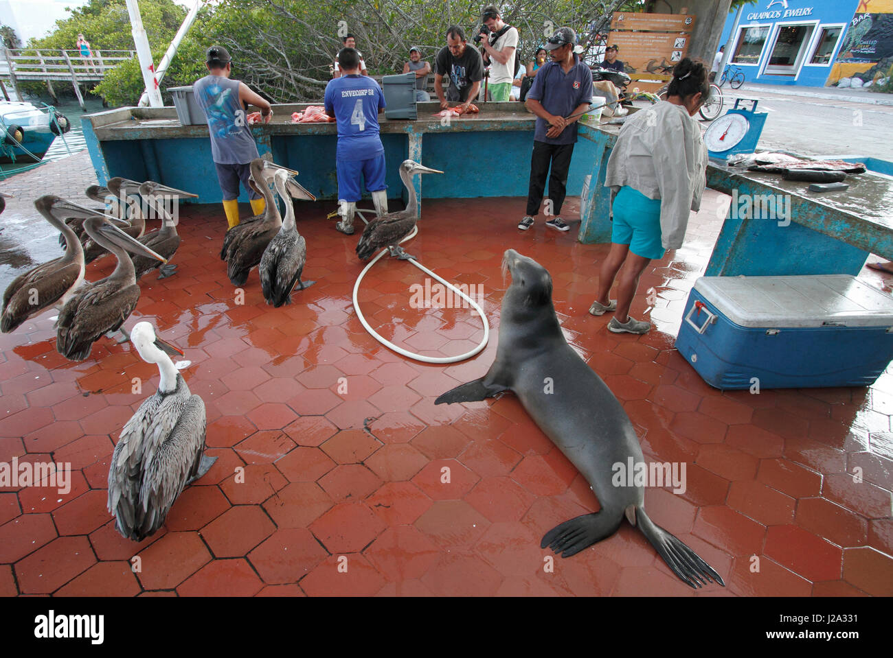 Lion de mer des Galapagos et le pélican brun la mendicité pour pêcher au port de Puerto Ayora sur l'île Santa Cruz Banque D'Images