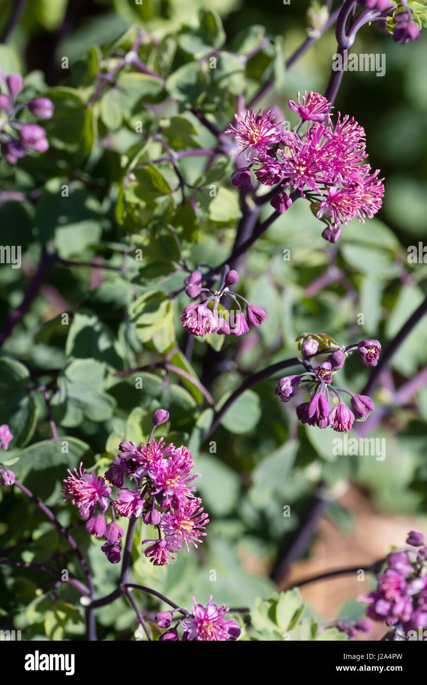 Fleurs de mauve powderpuff le formulaire sélectionné de la prairie rue, Thalictrum aquilegiifolium 'Thundercloud' Banque D'Images