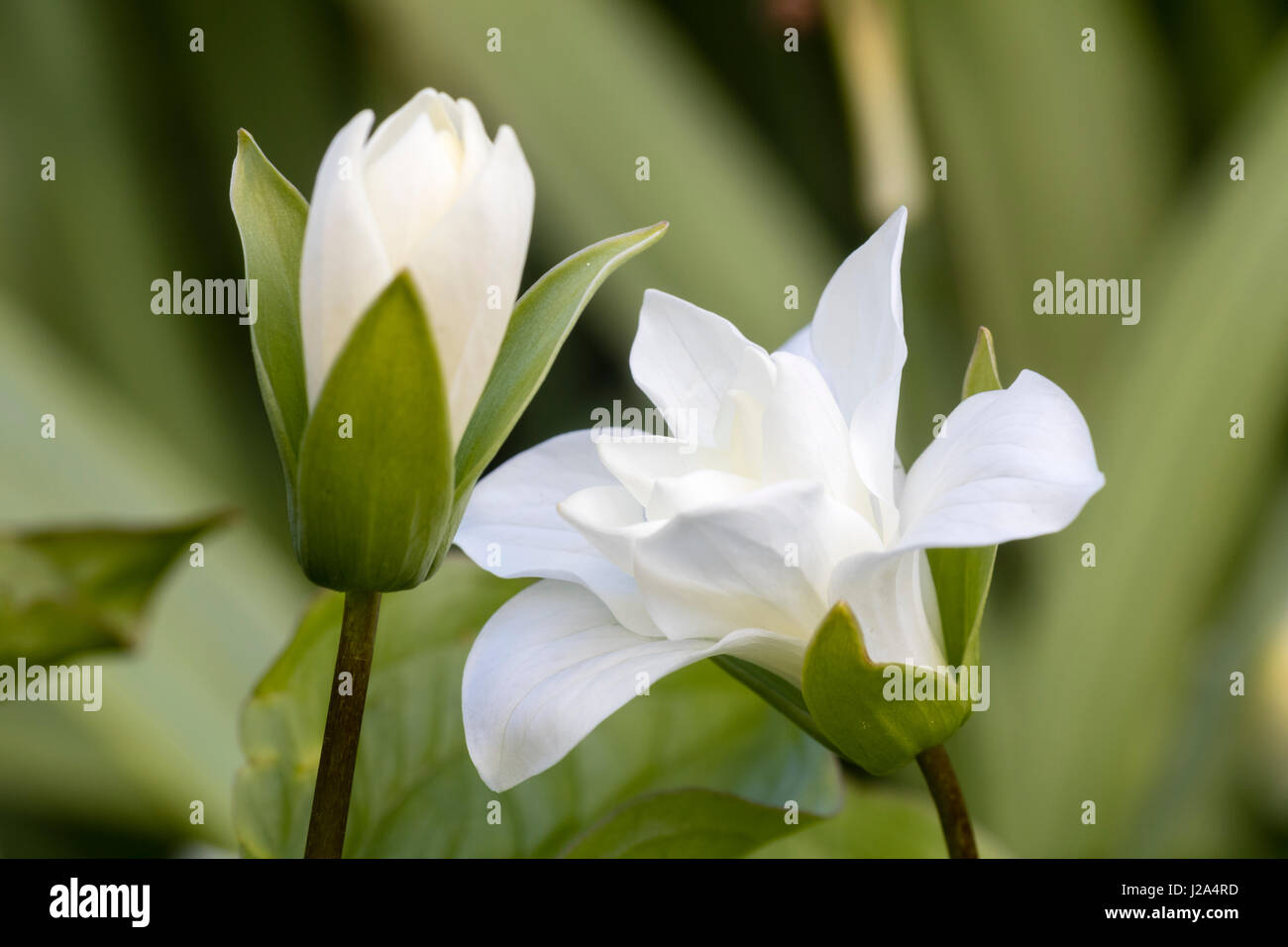 Floraison blanche et bud du printemps fleuri double woodlander, Trillium grandiflorum 'Snow Bunting', le service robin Banque D'Images