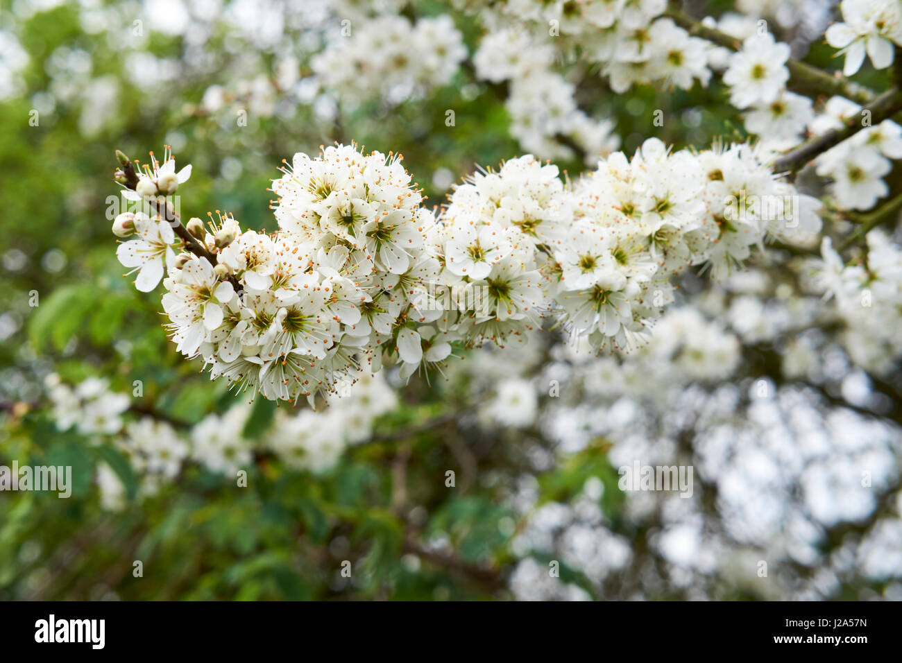 Prunellier (Prunus spinosa) en plein printemps fleur blanche, Bedfordshire, Royaume-Uni. Banque D'Images