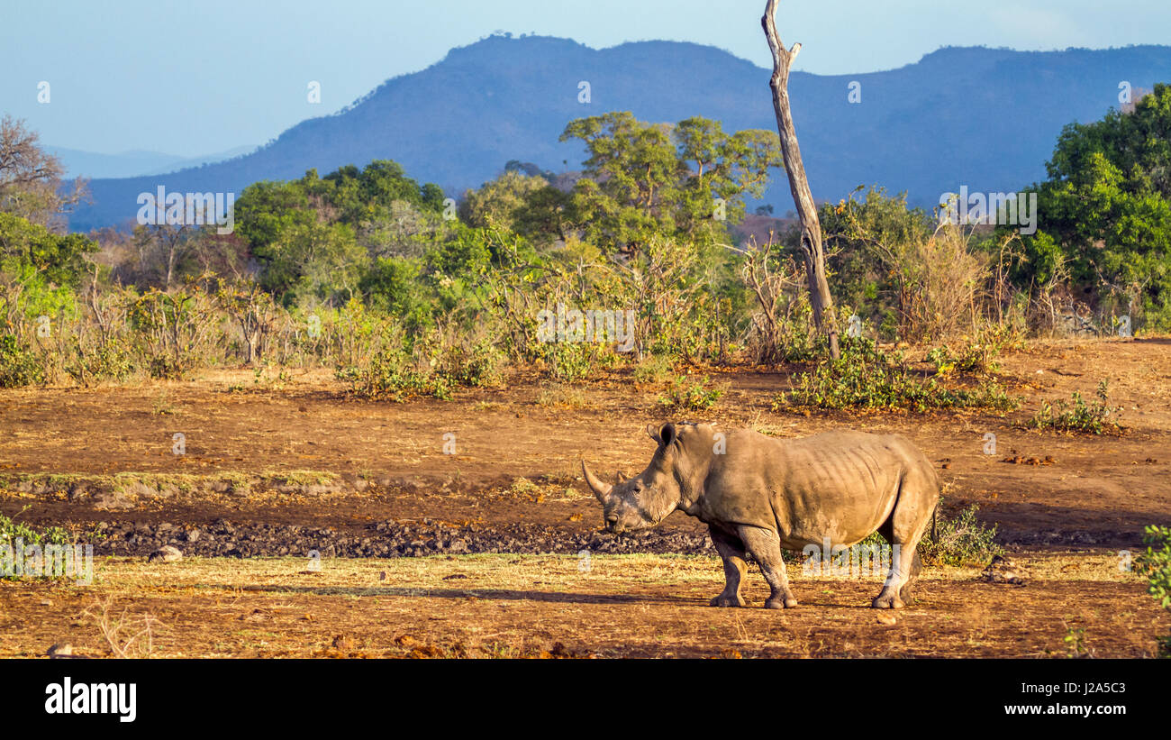 Rhinocéros blanc du sud dans le parc national Kruger, Afrique du Sud ; Espèce Ceratotherium simum simum famille des Rhinocerotidae Banque D'Images