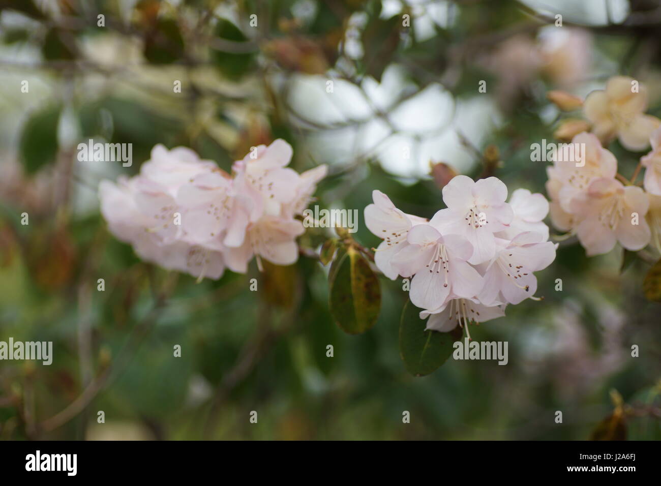 Rhododendron 'Alison Johnstone' Banque D'Images