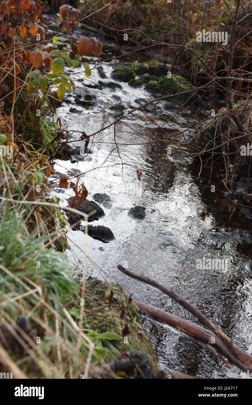 Une froide journée d'automne le long du ruisseau à l'ouest de la Norvège. Banque D'Images