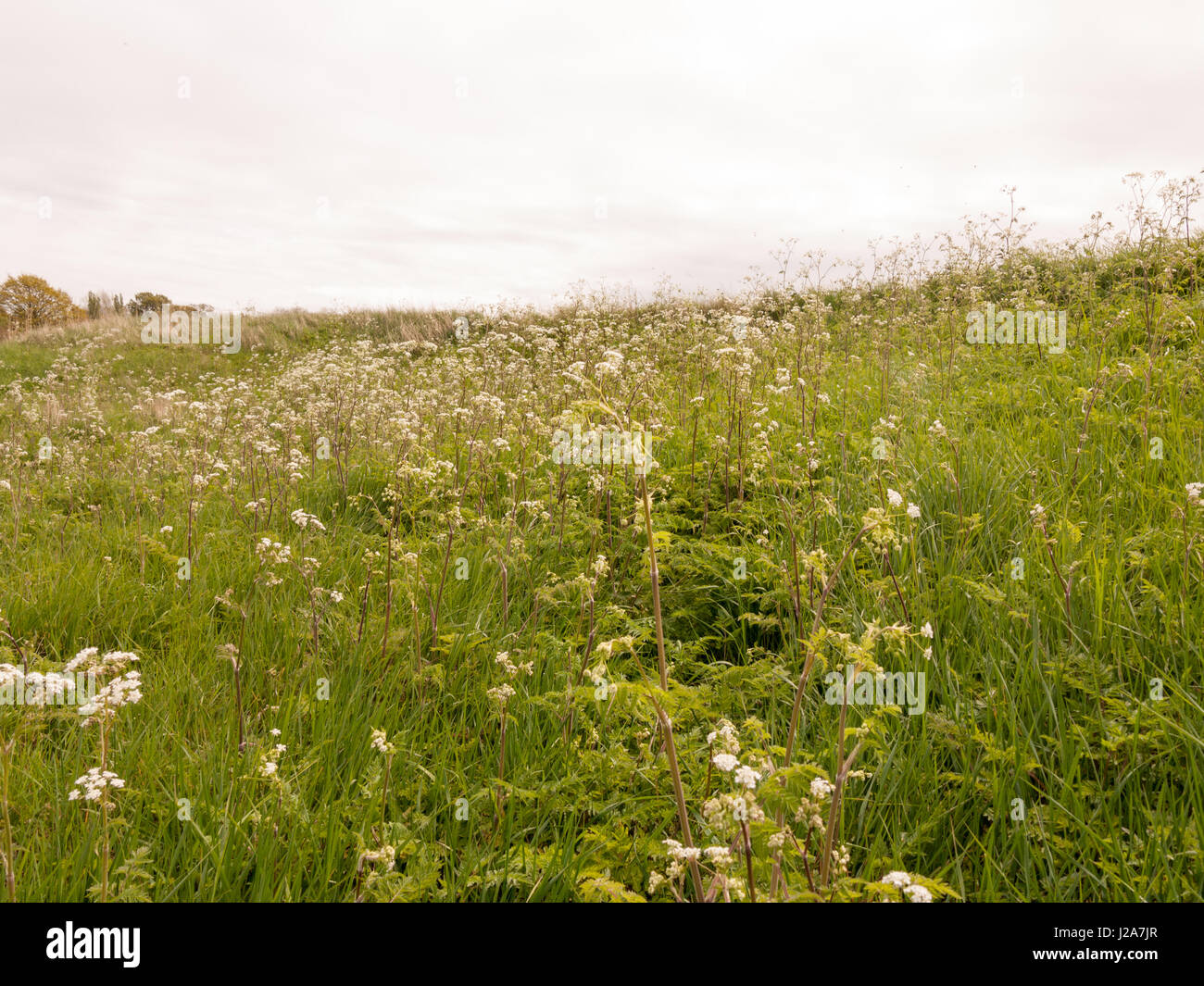Un champ de persil de vache blanche et verte avec ciel couvert au printemps près du lac et de la forêt à l'extérieur Banque D'Images