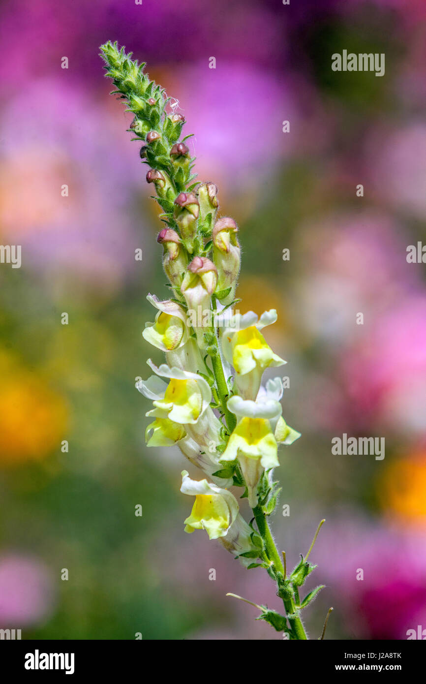 Muflier Antirrhinum majus Banque D'Images