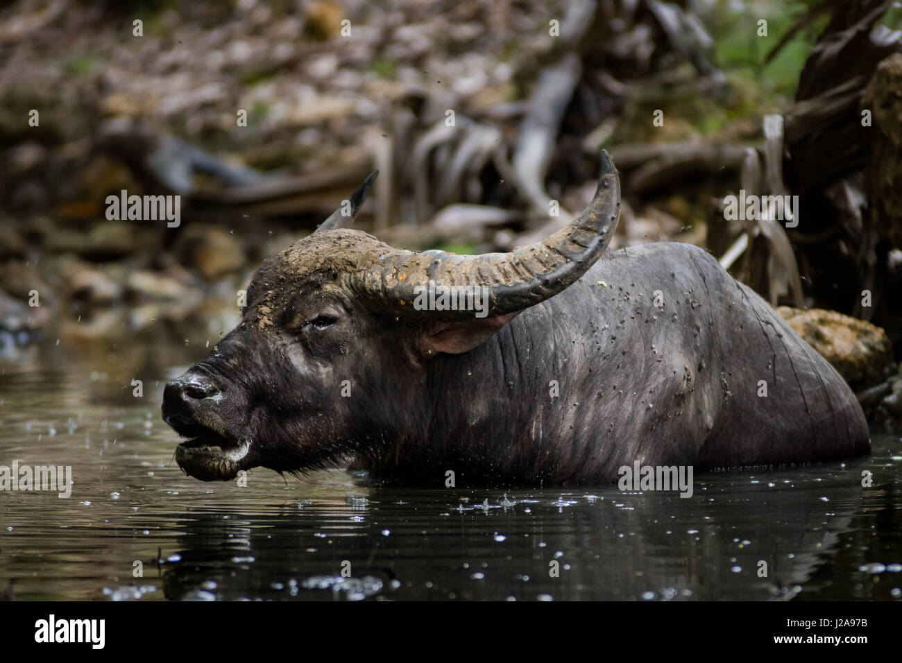 Un buffle dans un petit point d'eau, bientôt un dragon de Komodo repas sur l'Île Rinca dans le Parc National de Komodo (Indonésie) Banque D'Images