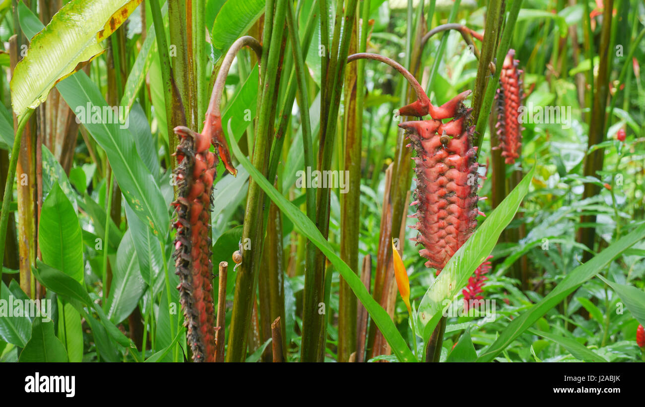 Hanging Lobster Claw.Faux Oiseau du Paradis.Heliconia nigripraefixa Heliconia Rostrata. Banque D'Images Hanging Lobster Claw.Faux Oiseau du Paradis.Heliconia nigripraefixa Heliconia Rostrata. Banque D'Images