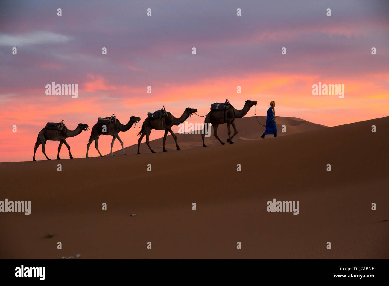 L'Afrique du Nord, le Tafilalet, Erfoud, Merzouga, Erg Chebbi, Dromadaire (Camelus dromedarius) caravane de chameaux, menée au coucher du soleil, à travers désert par homme touareg, à l'Erg Chebbi Dunes (jusqu'à 400 pieds de hauteur). Banque D'Images