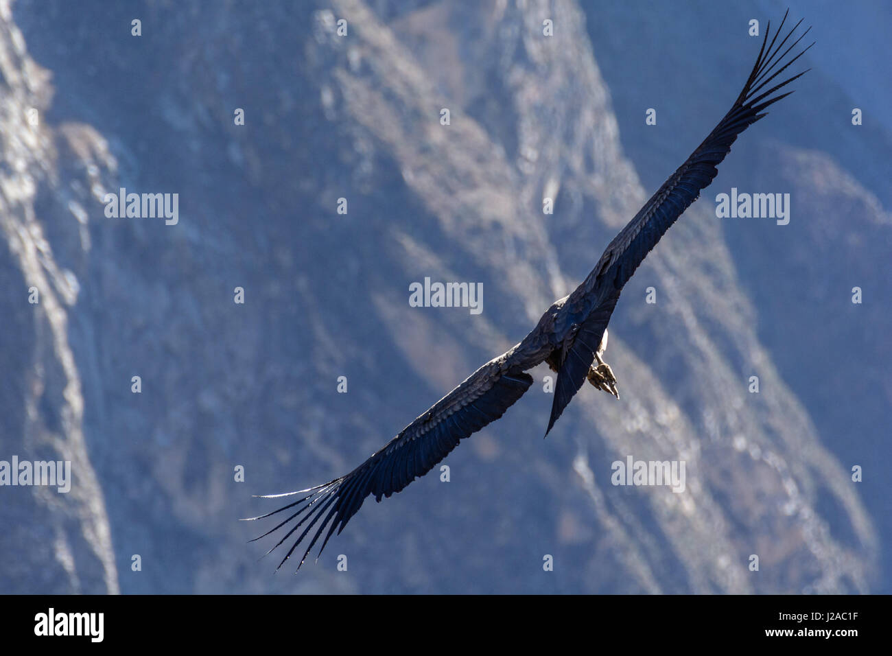 Le Pérou, Arequipa, Caylloma, le point de vue dans le Canyon de Colca est célèbre pour ses nombreux condors Banque D'Images