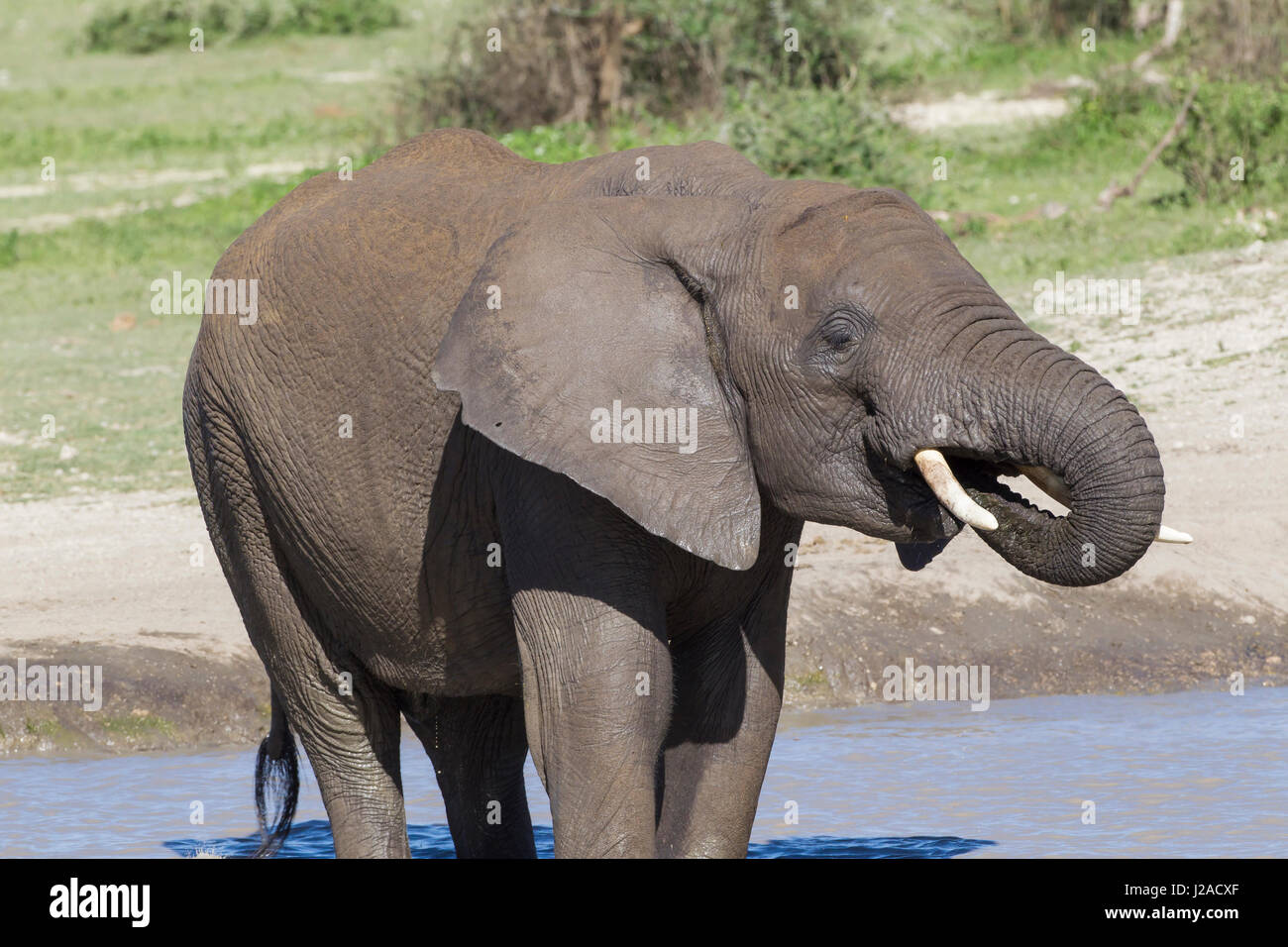 Adulte seul éléphant boit de l'eau de son tronc placé dans sa bouche, tout en se tenant dans l'eau. Vue rapprochée, Ngorongoro Conservation Area, Tanzania Banque D'Images