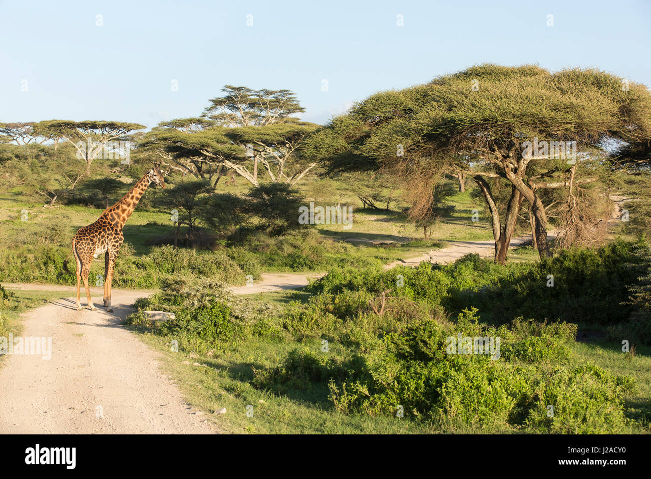 Seul mâle adulte girafe Masai est à un carrefour, regarder en arrière vers la caméra, entouré par les arbres d'acacia et vert feuillage dans l'arrière-plan, la Ngorongoro Conservation Area, Tanzania Banque D'Images
