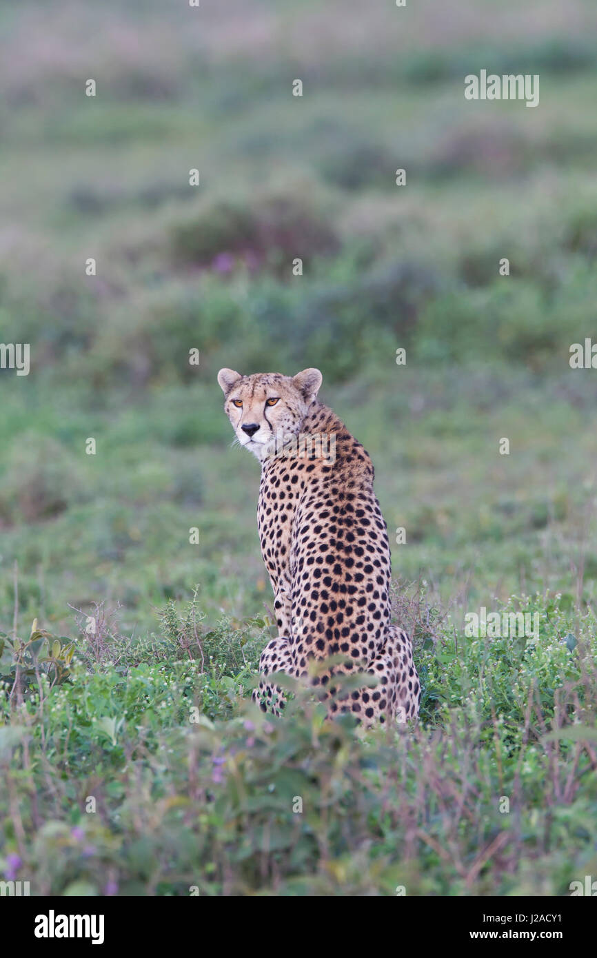 Un adulte seul guépard assis dans l'herbe verte, à l'opposé du corps, regarde en arrière vers l'appareil photo, la Ngorongoro Conservation Area, Tanzania Banque D'Images