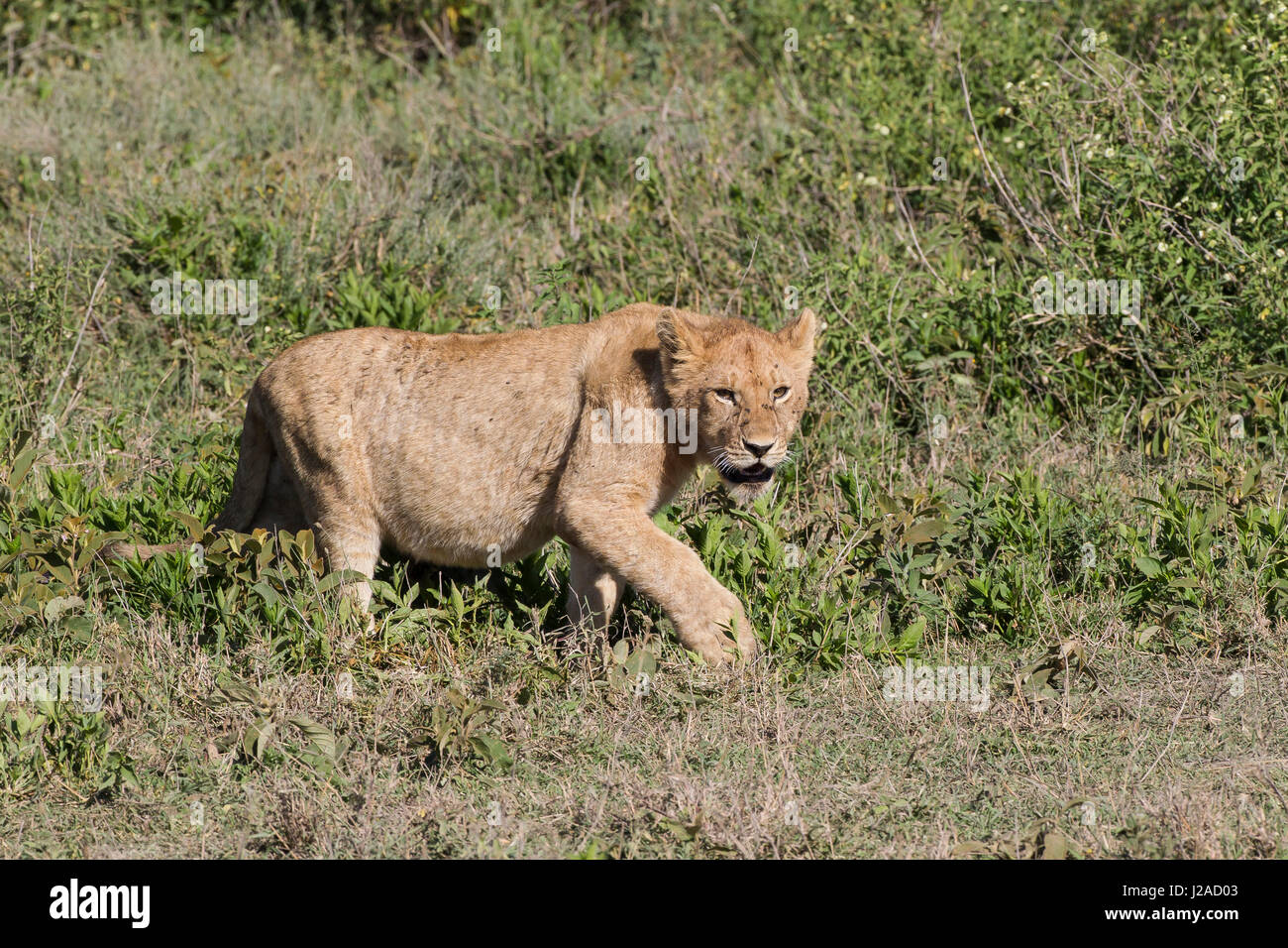 Lion cub, avec un ventre plein, promenades à travers l'herbe, vue de profil, la tête tournée vers la caméra Banque D'Images