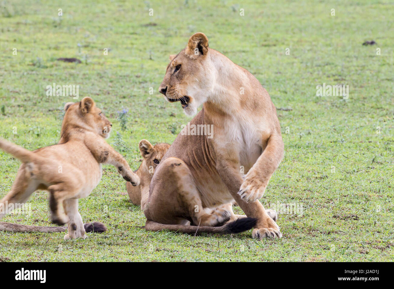 Lionne grogne à swat et commence à la cub, qui essaie de s'éloigner, pivotant sur une patte pendant que les trois autres sont dans l'air, la Ngorongoro Conservation Area, Tanzania Banque D'Images