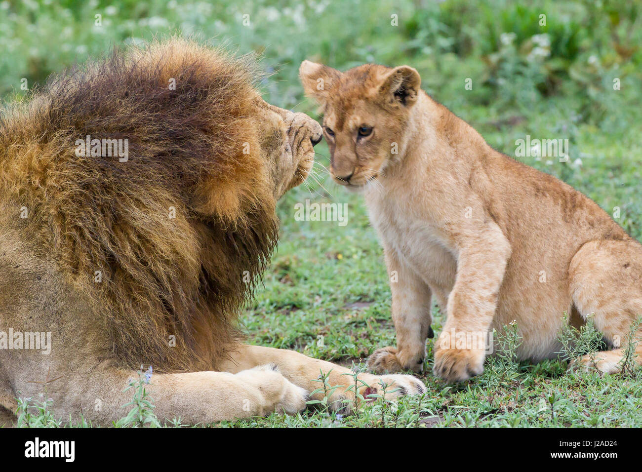 Lion mâle adulte père grogne à cub femelle en face de lui, la Ngorongoro Conservation Area, Tanzania Banque D'Images
