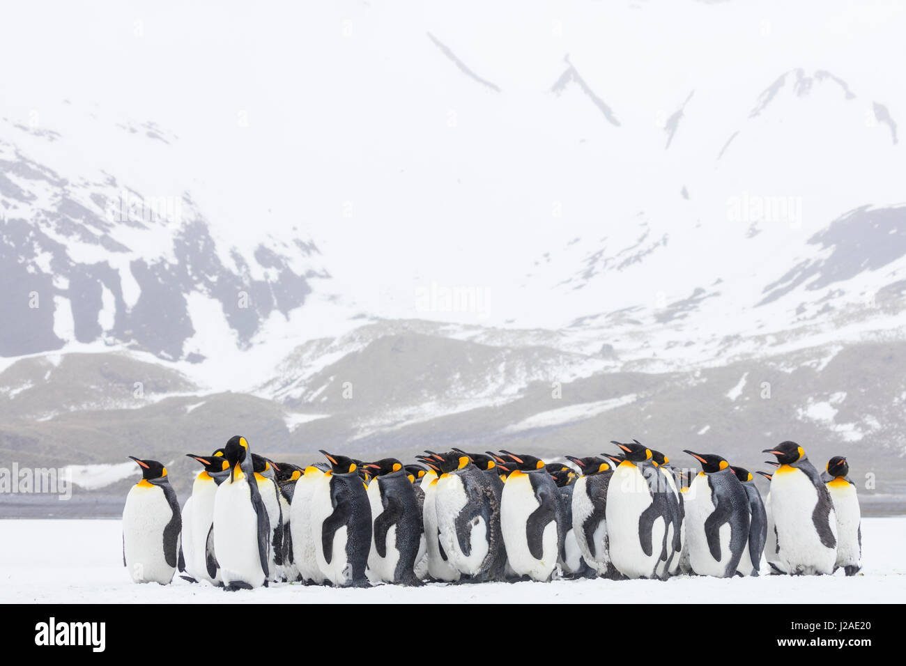 L'île de Géorgie du Sud, la Baie des Baleines. Les pingouins s'entasser dans la tempête de neige. En tant que crédit Josh Anon / Jaynes Gallery / DanitaDelimont.com Tailles disponibles (grand format) Banque D'Images