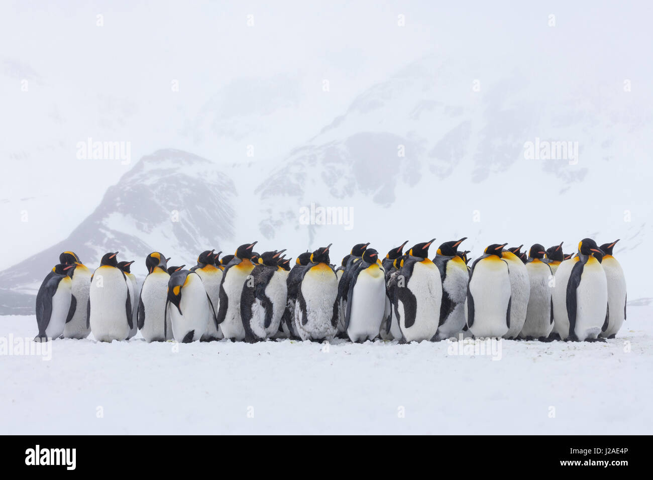 L'île de Géorgie du Sud, la Baie des Baleines. Les pingouins s'entasser dans la tempête de neige. En tant que crédit Josh Anon / Jaynes Gallery / DanitaDelimont.com Banque D'Images
