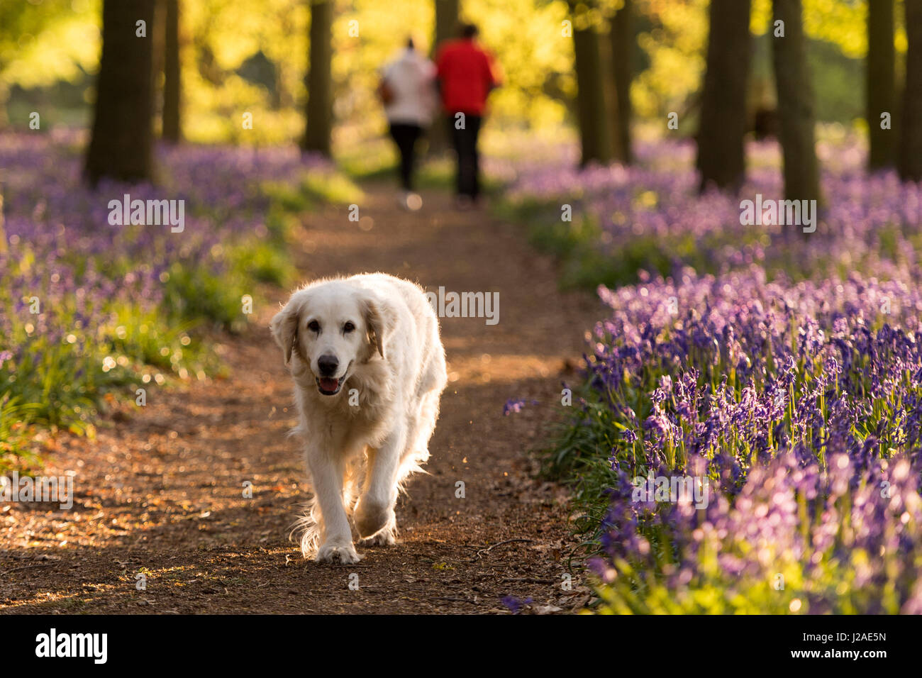 Un golden retriever s'exécute comme le coucher du soleil tombe sur Dockey en bois sur les biens immobiliers. Ashridge Banque D'Images