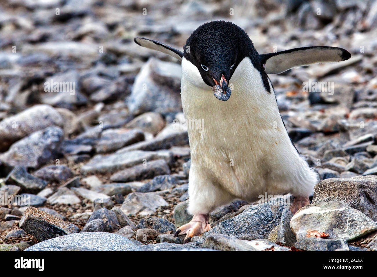 L'antarctique. Adelie Penguin rassemble un caillou pour un nid. Banque D'Images