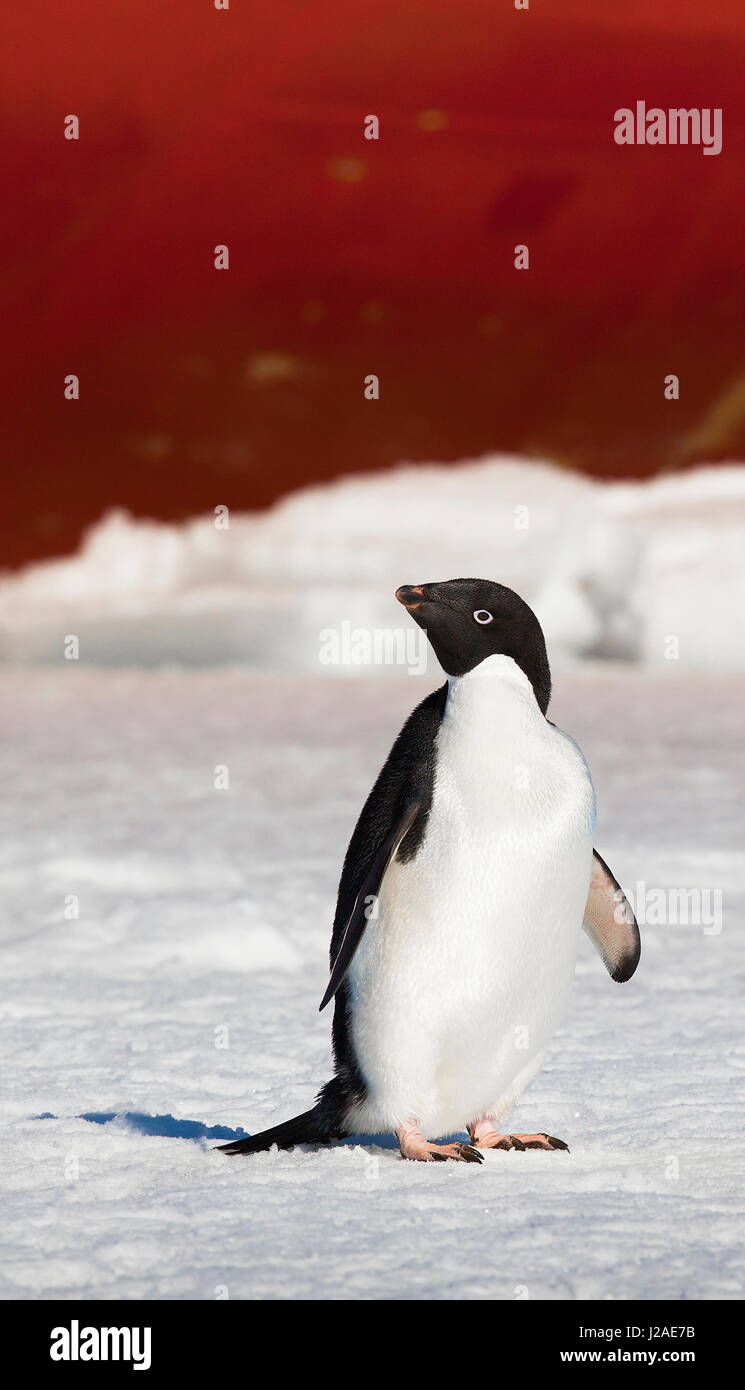 La glace de mer, l'Antarctique. Un manchot Adélie se place en avant d'un navire rouge. Banque D'Images