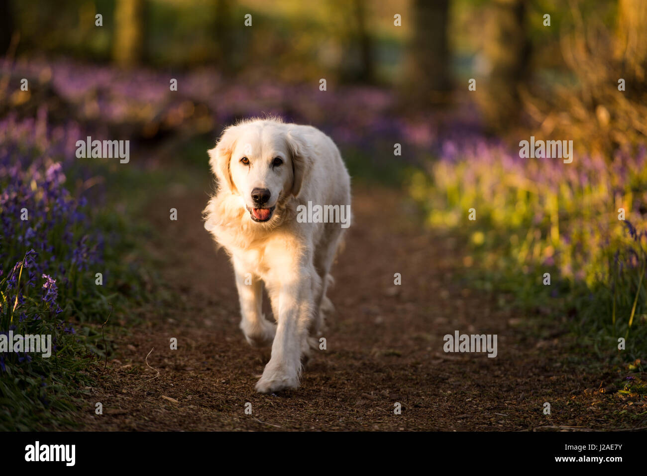 Un golden retriever s'exécute comme le coucher du soleil tombe sur Dockey en bois sur les biens immobiliers. Ashridge Banque D'Images