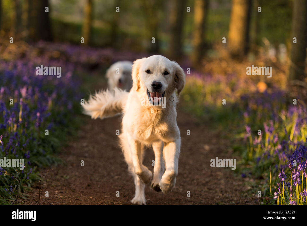 Un golden retriever s'exécute comme le coucher du soleil tombe sur Dockey en bois sur les biens immobiliers. Ashridge Banque D'Images