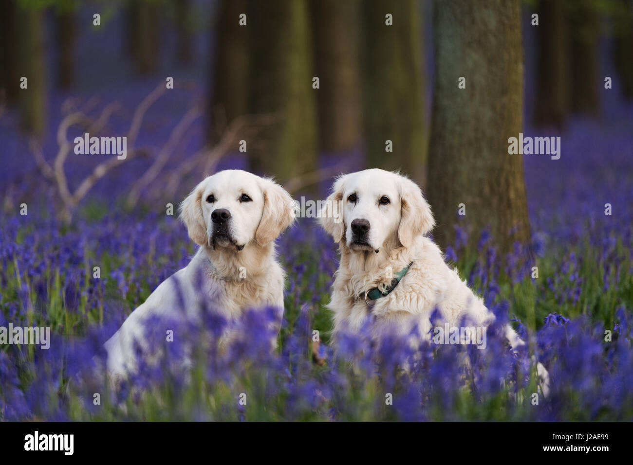 Deux golden retrievers siéger parmi les jacinthes dans Dockey en bois sur les biens immobiliers. Ashridge Banque D'Images