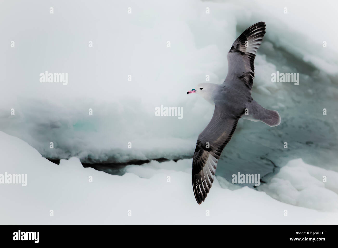 Le sud de l'océan, l'Antarctique. Vol d'albatros au-dessus de la mer de glace. Banque D'Images