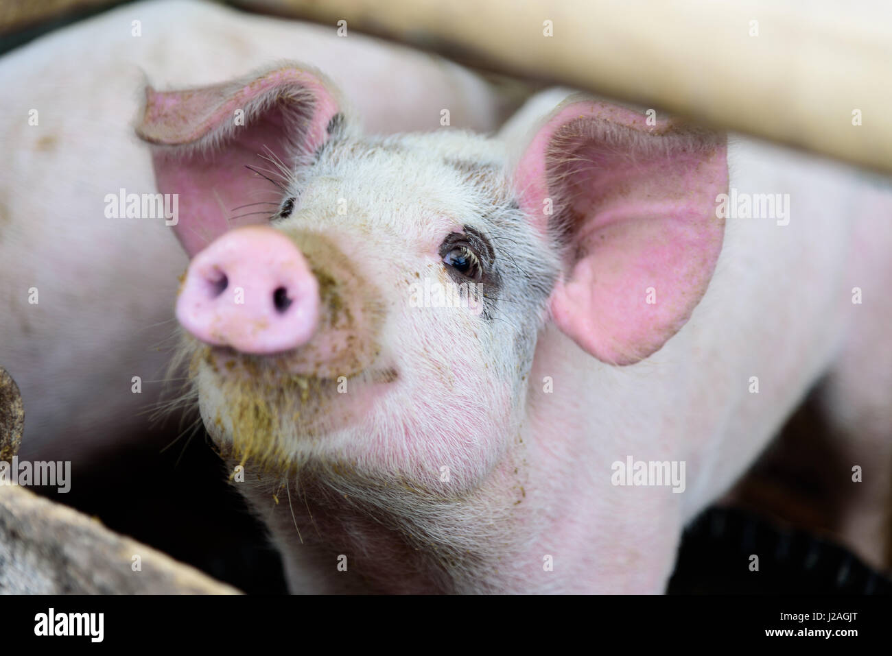 L'Indonésie, Sumatera Utara, Kaboul, vérifier Village Batak. Les Batak sont majoritairement chrétiens, de sorte que les porcs sont détenus Banque D'Images