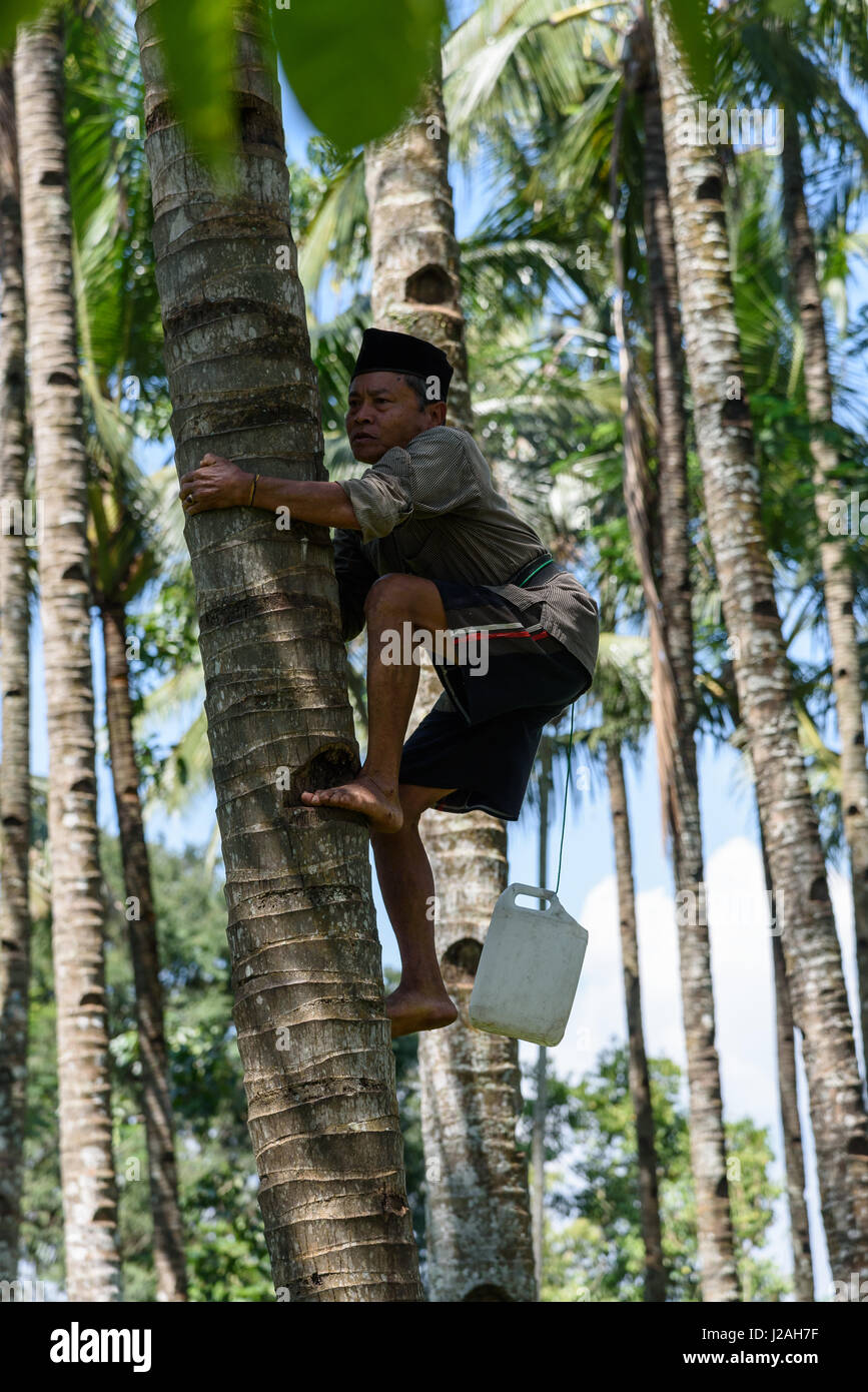 L'Indonésie, Java Timur, Kabanyaten Banyuwangi, extraction de jus de palm pour le sucre de palme Banque D'Images