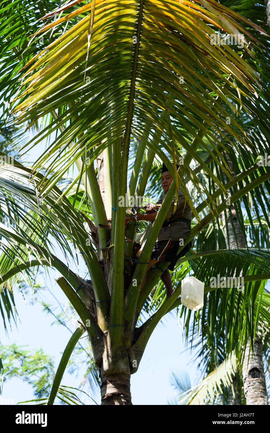 L'Indonésie, Java Timur, Kabanyaten Banyuwangi, extraction de jus de palm pour le sucre de palme Banque D'Images