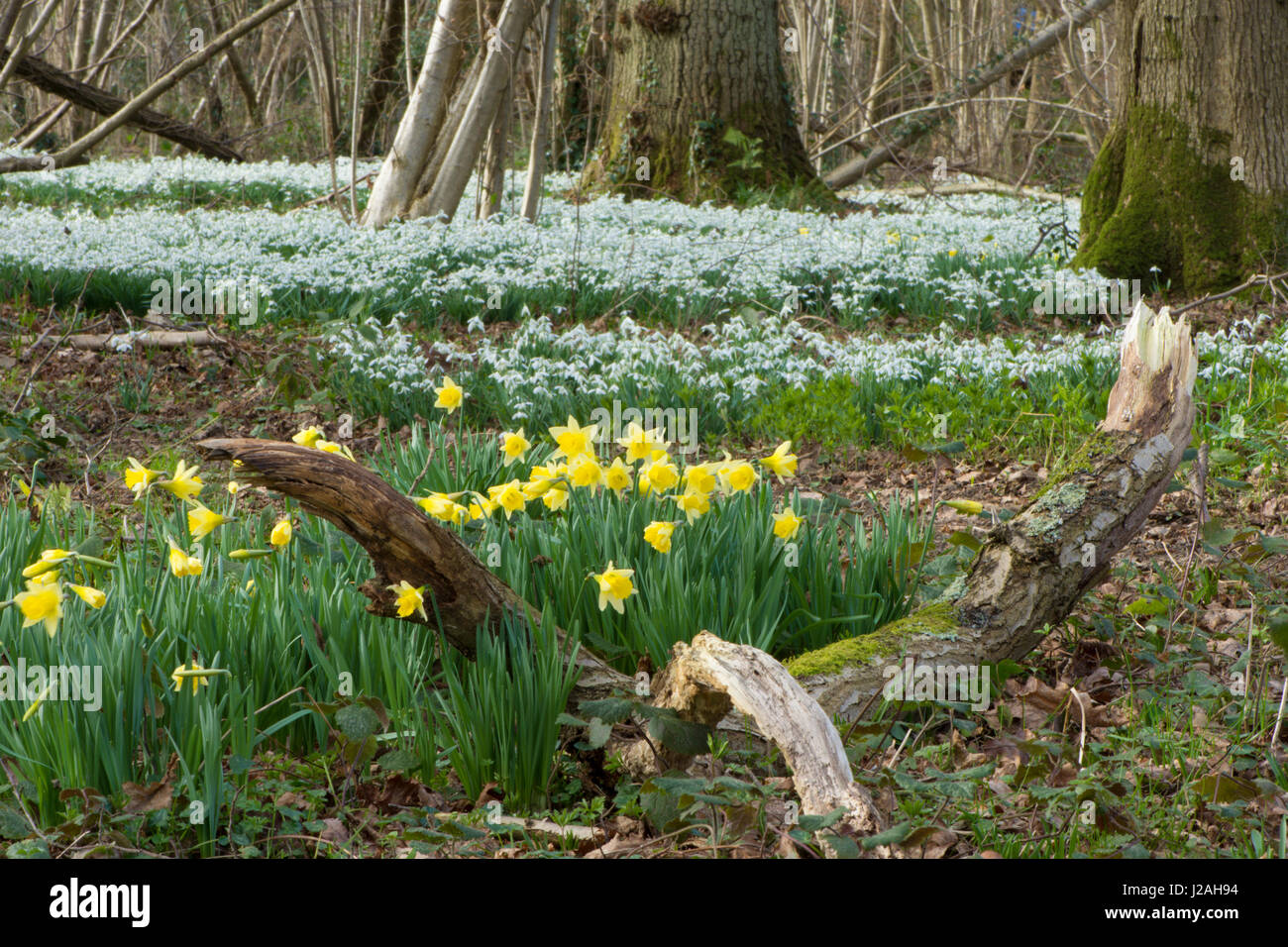 La JONQUILLE Narcissus pseudonarcissus sauvages, et perce-neige, Galanthus nivalis, en forêt mixte, Sussex, UK. Février Banque D'Images