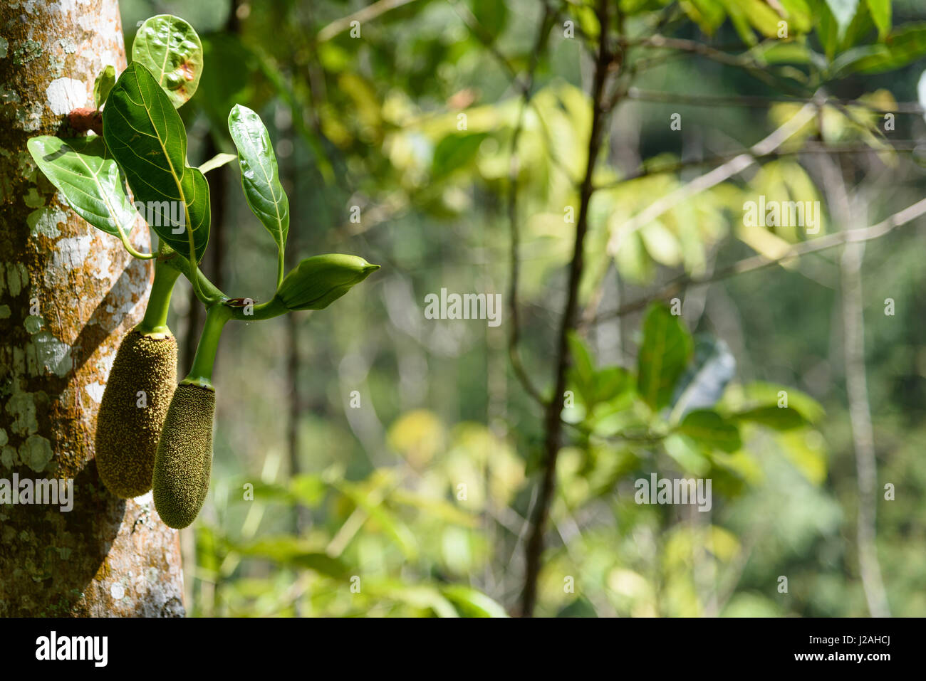 L'INDONÉSIE, Bali, Kaboul à Buleleng, Jackfruit tree Banque D'Images