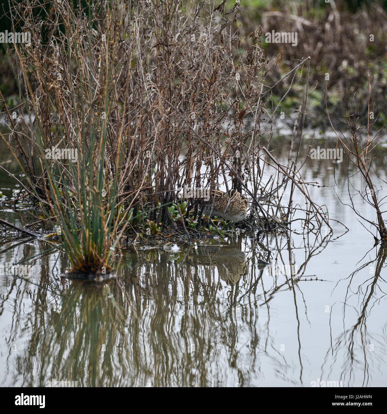 Oiseaux bécassine se cacher dans l'herbe sur camouflé lake Gallinago Galinago au printemps Banque D'Images