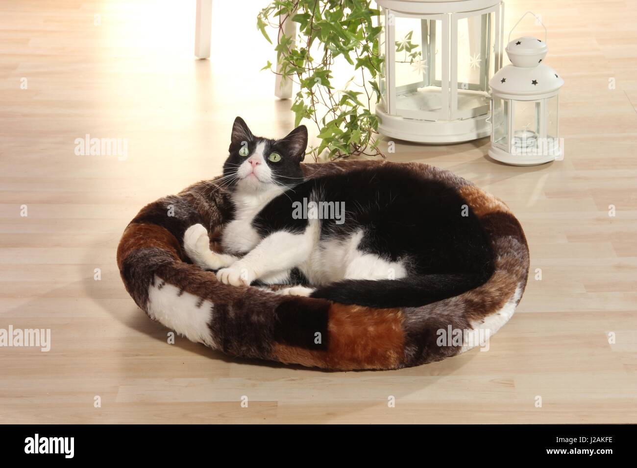 Chat domestique, Tuxedo, noir et blanc, se trouve dans un coussin chat sur le plancher à la maison Banque D'Images