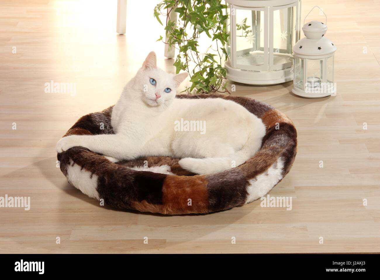 Chat domestique, blanc, réside dans un coussin chat sur le plancher à la maison Banque D'Images
