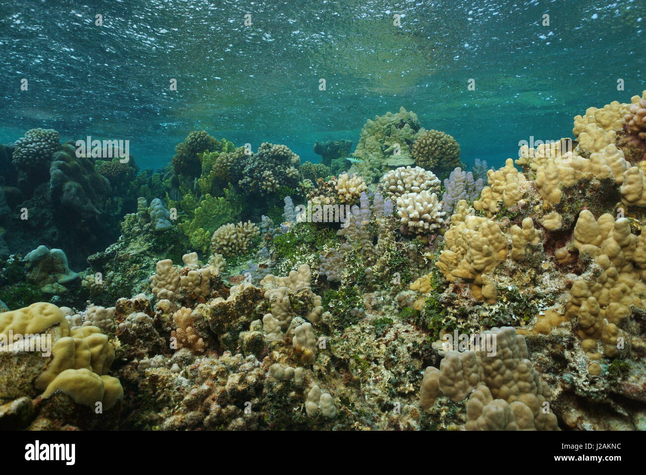 Les récifs coralliens à faible profondeur sous l'eau avec la pluie qui tombe sur la surface de l'eau, l'océan Pacifique sud, la Polynésie française, le lagon de Bora Bora Banque D'Images