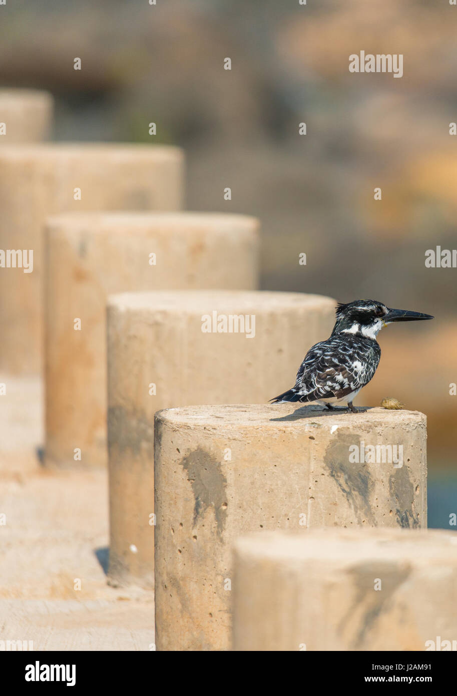 Giant african kingfisher en attente d'une proie, perché sur un poteau le long de la route, à droite sur le pont - Kruger National Park Banque D'Images