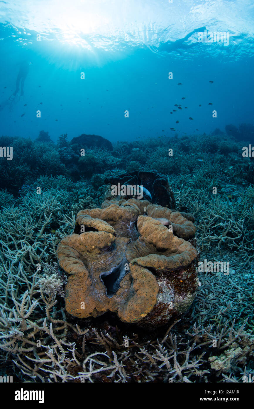 Un bénitier (Tridacna gigas) pousse sur un récif à Palau. Cet énorme mollusque est une espèce en voie de disparition. Banque D'Images